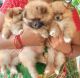 Pomeranian Puppies for sale in Kaikaluru Railway Station Rd, Kaikaluru, Andhra Pradesh 521333, India. price: 38 INR