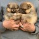 Pomeranian Puppies for sale in 35203 Oakville Rd N, Albany, OR 97321, USA. price: NA