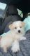 Pomeranian Puppies for sale in Spring, TX 77381, USA. price: $350