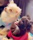 Pomeranian Puppies for sale in Conroe, TX, USA. price: NA