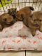Pomeranian Puppies for sale in San Leandro, CA, USA. price: NA