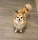 Pomeranian Puppies for sale in Indianapolis, IN, USA. price: $750