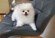 Pomeranian Puppies for sale in Harrison, TN 37341, USA. price: NA