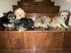 Pomeranian Puppies for sale in San Bernardino, CA 92408, USA. price: $200