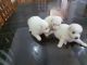Pomeranian Puppies for sale in Nagercoil, Tamil Nadu, India. price: 3000 INR