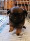 Pomeranian Puppies for sale in Hedgesville, WV, USA. price: $350