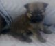 Pomeranian Puppies for sale in Plainview, TX 79072, USA. price: $800