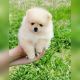 Pomeranian Puppies for sale in Denver, CO, USA. price: $550