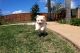 Pomeranian Puppies for sale in Hartford, CT, USA. price: $550