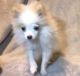 Pomeranian Puppies for sale in Bloomfield, IN 47424, USA. price: NA