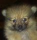 Pomeranian Puppies for sale in Plainview, TX 79072, USA. price: $700