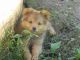 Pomeranian Puppies for sale in Sussex, NJ 07461, USA. price: $600