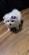 Pomeranian Puppies for sale in Omaha, NE, USA. price: NA