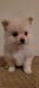 Pomeranian Puppies for sale in Lakeland, FL, USA. price: NA