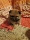 Pomeranian Puppies for sale in Billings, MT, USA. price: $1,000