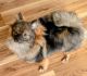 Pomeranian Puppies for sale in Parsonsburg, MD 21849, USA. price: $900