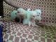Pomeranian Puppies for sale in 4th St, Kannaiah Garden, Perambur, Chennai, Tamil Nadu 600082, India. price: 3500 INR