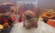 Pomeranian Puppies for sale in Crossville, TN, USA. price: NA