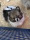 Pomeranian Puppies for sale in Kendallville, IN 46755, USA. price: NA