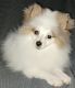 Pomeranian Puppies for sale in Coral Springs, FL, USA. price: $1,400