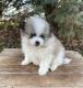 Pomeranian Puppies for sale in Flint, MI, USA. price: $520