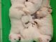 Pomeranian Puppies for sale in Domlur, Bengaluru, Karnataka, India. price: 5000 INR