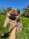 Pomeranian Puppies for sale in Fort Lauderdale, FL 33331, USA. price: $2,500