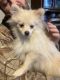 Pomeranian Puppies for sale in Mountainburg, AR 72946, USA. price: $750