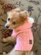 Pomeranian Puppies for sale in Henderson, NV, USA. price: $3,000