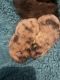 Pomeranian Puppies for sale in Acworth, GA, USA. price: NA