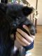 Pomeranian Puppies for sale in Stewartsville, NJ 08886, USA. price: $2,000