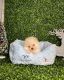 Pomeranian Puppies for sale in 145 Main St, Jersey, GA 30018, USA. price: NA