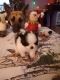 Pomeranian Puppies for sale in Vernon, FL 32462, USA. price: NA