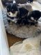 Pomeranian Puppies for sale in Hesperia, CA, USA. price: NA