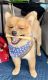 Pomeranian Puppies for sale in Ontario, CA, USA. price: NA