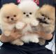 Pomeranian Puppies for sale in Indore, Madhya Pradesh, India. price: 12000 INR