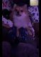 Pomeranian Puppies for sale in St. Louis, MO, USA. price: $2,700