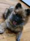 Pomeranian Puppies for sale in Monsey, NY 10952, USA. price: $1,600