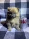 Pomeranian Puppies for sale in Maywood, CA 90270, USA. price: $1,800