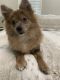 Pomeranian Puppies for sale in Hollywood, FL, USA. price: $1,000
