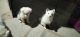 Pomeranian Puppies for sale in Mahbubnagar, Telangana 509001, India. price: 8000 INR