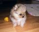 Pomeranian Puppies for sale in Jesup, GA, USA. price: NA