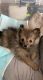Pomeranian Puppies for sale in Arden Hills, MN, USA. price: NA