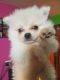 Pomeranian Puppies for sale in Waupaca, WI 54981, USA. price: $2,300