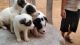 Pomeranian Puppies for sale in Narsipatnam, Andhra Pradesh 531116, India. price: 6000 INR