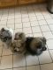 Pomeranian Puppies for sale in Colorado Springs, CO, USA. price: NA