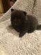 Pomeranian Puppies for sale in Stevens Point, WI, USA. price: NA