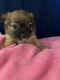 Pomeranian Puppies for sale in Mesa, AZ, USA. price: NA