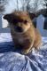 Pomeranian Puppies for sale in Eynon, Archbald, PA, USA. price: $450