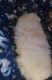 Pomeranian Puppies for sale in Springfield, OH, USA. price: NA